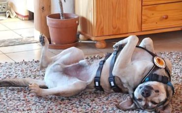 Janeiro sucht vertrauensvolles Zuhause