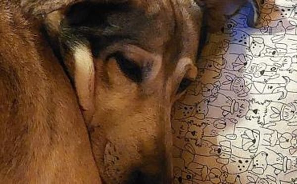 Janeiro sucht vertrauensvolles Zuhause