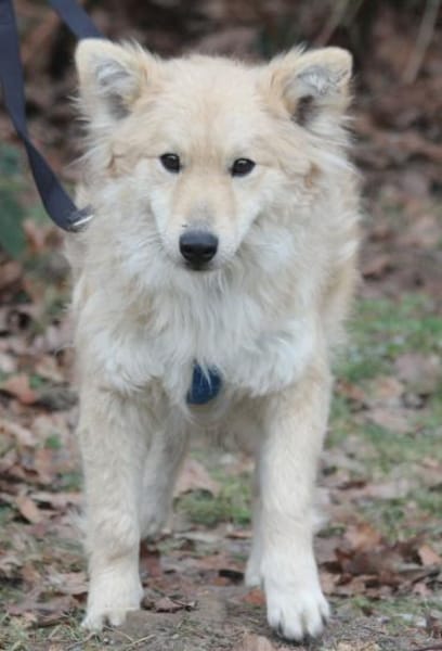 Albert ist ein fröhlicher junger Rüde