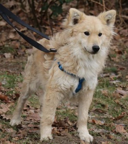 Albert ist ein fröhlicher junger Rüde