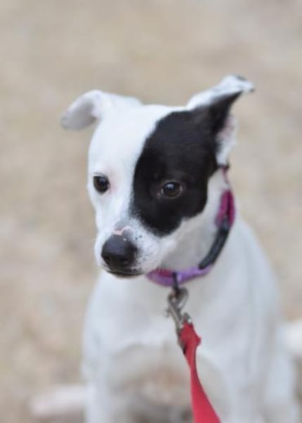 Kleiner Domino sucht endlich sein Glück