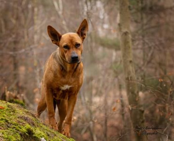DORI-SUCHT IHR GLÜCK