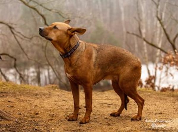 DORI-SUCHT IHR GLÜCK