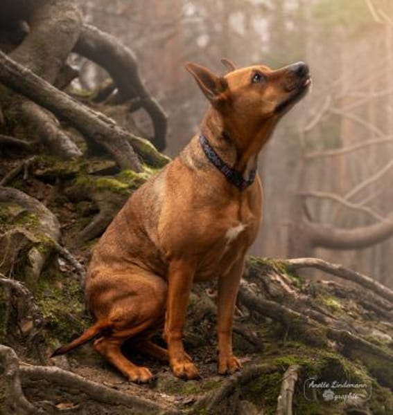 DORI-SUCHT IHR GLÜCK