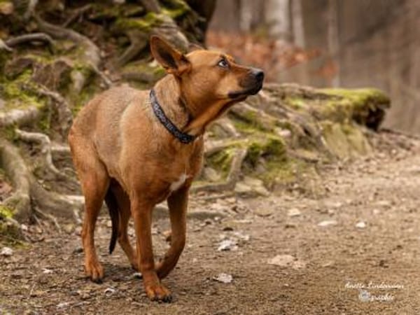 DORI-SUCHT IHR GLÜCK