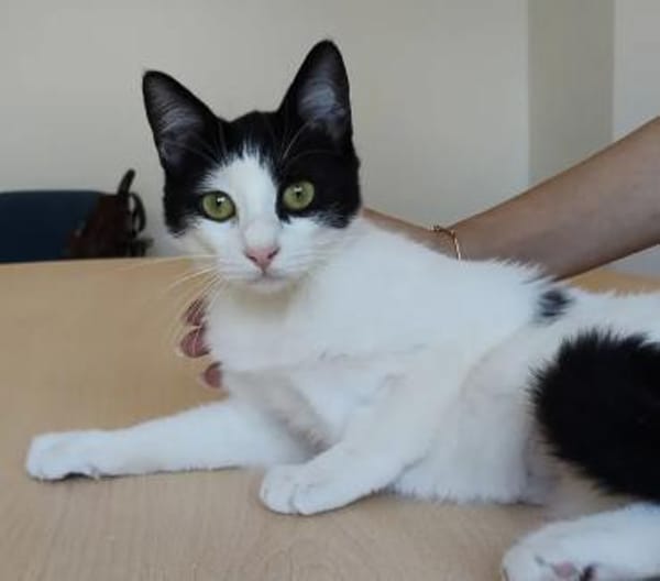 Lica - sehr verschmustes Kuhfellchen