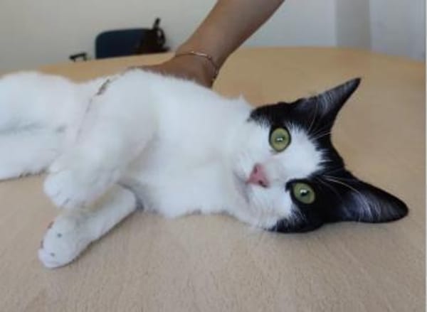 Lica - sehr verschmustes Kuhfellchen