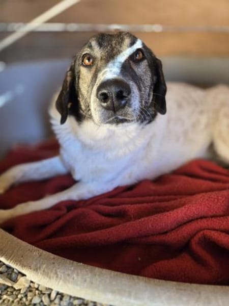 Kira - Lebensfreude auf vier Pfoten