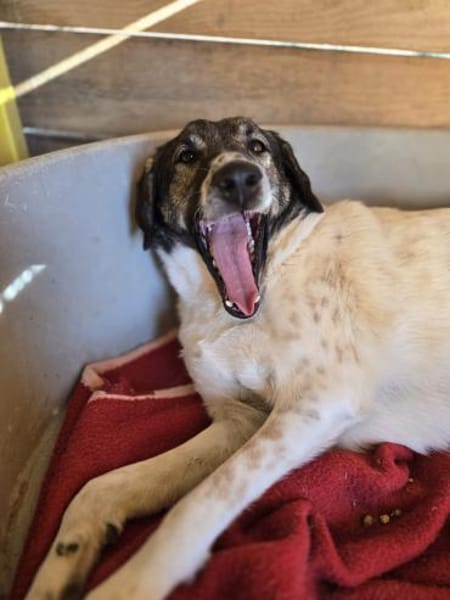 Kira - Lebensfreude auf vier Pfoten