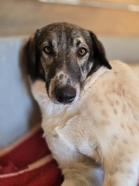 Kira - Lebensfreude auf vier Pfoten