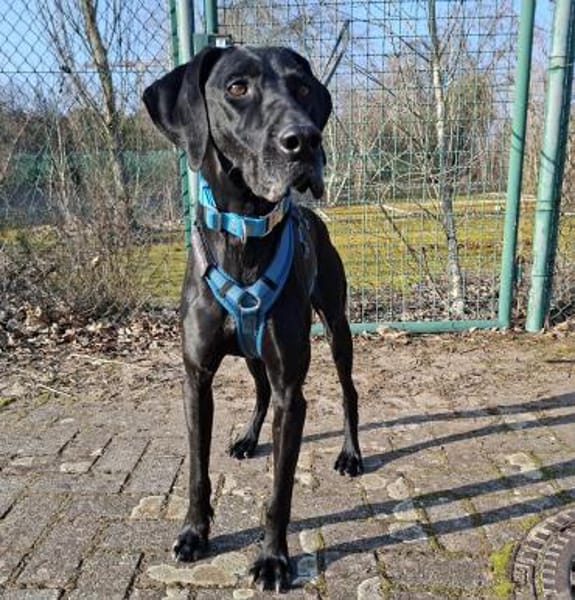 Tuca aus Tötung gerettet Ho