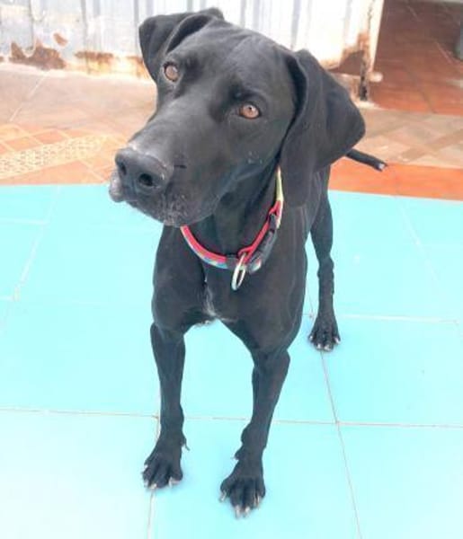 Tuca aus Tötung gerettet Ho