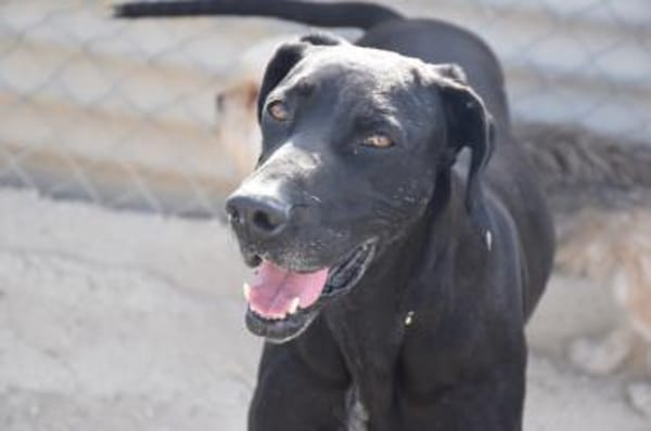 Tuca aus Tötung gerettet Ho