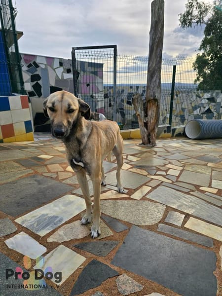 Romy auf Pflegestelle