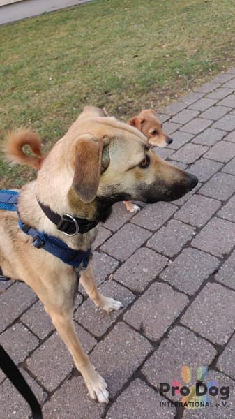 Romy auf Pflegestelle