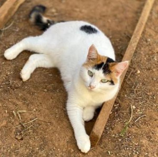 Samtpfötchen ZANNA sucht ein Zuhause