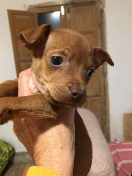 Peter Pan sucht seine tolle Familie