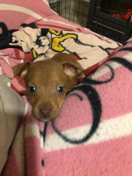 Peter Pan sucht seine tolle Familie