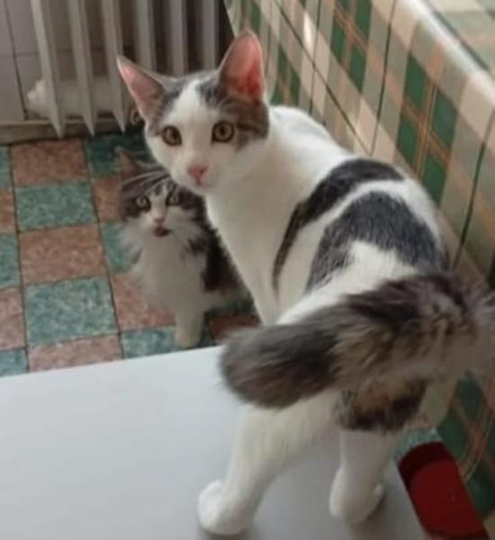 Robin & Zefir 2 kleine lustige Clowns