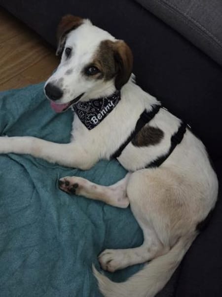 Benny sucht dringend ein Zuhause