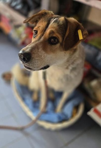 Fidji - unkompliziert sucht Dich