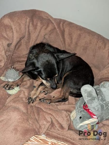 Kiko auf Pflegestelle