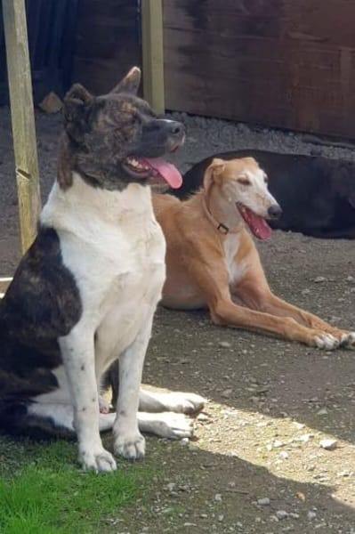 Árész - sensibler Bär