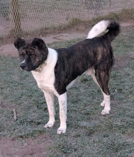 Árész - sensibler Bär