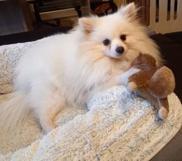 Snowy in 27478 Cuxhaven #