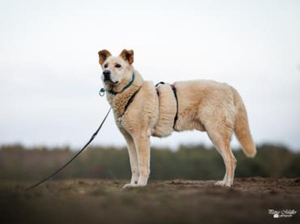 Tolomeo wünscht sich ein Zuhause