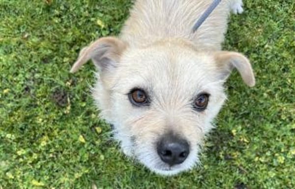 Leano wartet schon auf dich!