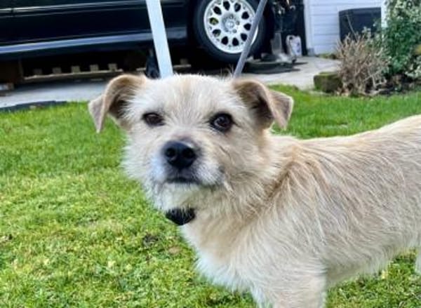 Leano wartet schon auf dich!