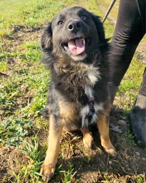 Normi  Ein Herz auf vier Pfoten