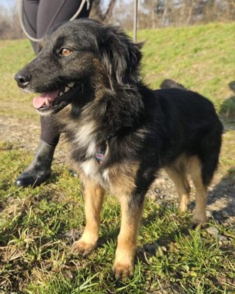 Normi  Ein Herz auf vier Pfoten