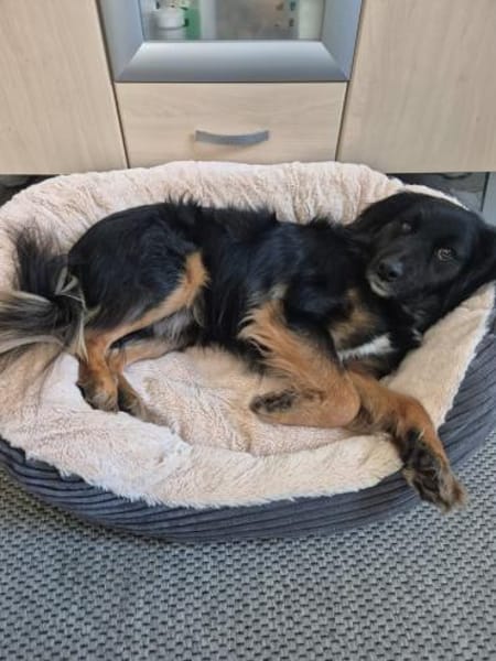 Normi  Ein Herz auf vier Pfoten