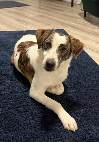 Blesso, geb. 01/2025, 48565 Steinfurt