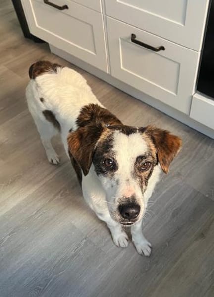 Blesso, geb. 01/2025, 48565 Steinfurt