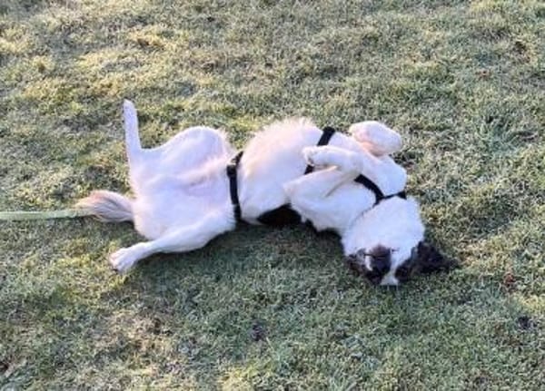 Blesso, geb. 01/2025, 48565 Steinfurt