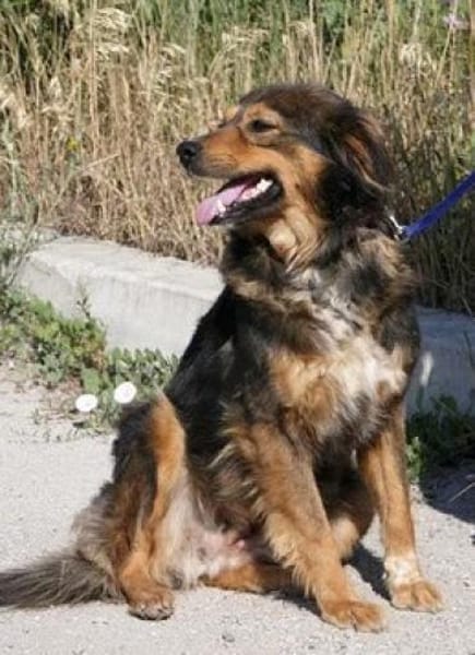 Milla ist verschmust, sanft und offen!