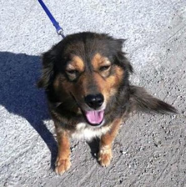 Milla ist verschmust, sanft und offen!