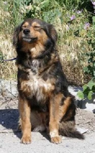 Milla ist verschmust, sanft und offen!