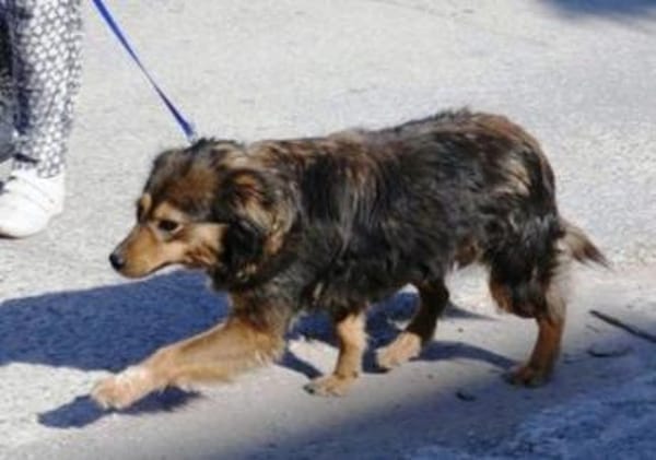 Milla ist verschmust, sanft und offen!