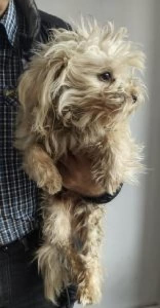 Emil 27 cm (Pflegestelle)