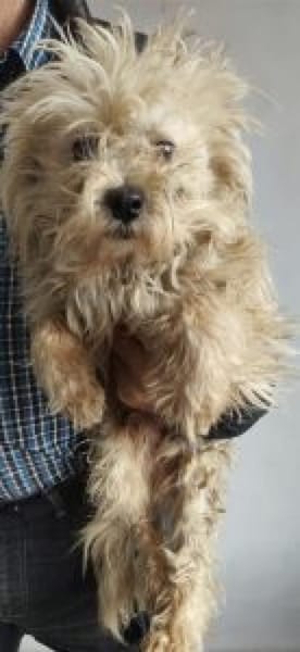 Emil 27 cm (Pflegestelle)