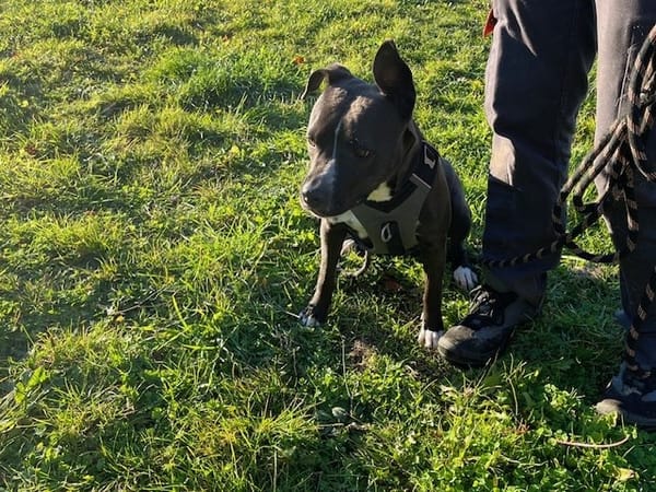 SHADOW (réservée) OAA19868