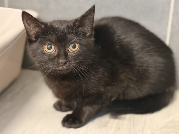 SUCRINETTE (réservée)