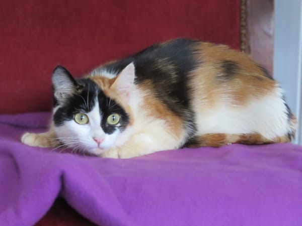 Arnegonde (réservée)