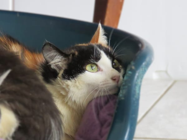 Arnegonde (réservée)