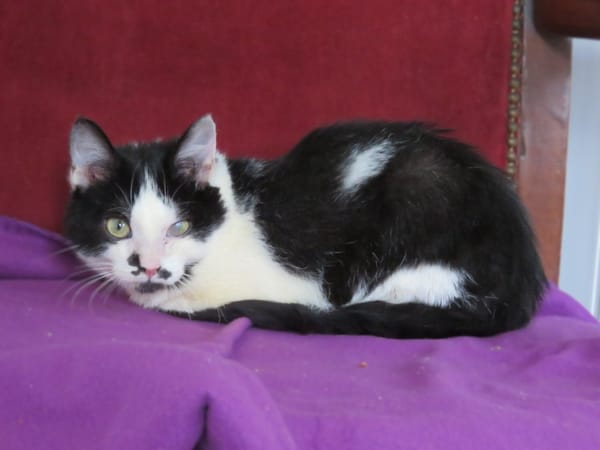 Aurélien (réservé)