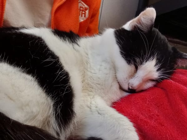 DEADPOOL QCT (a trouvé sa famille)